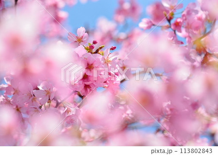 満開の桜と青空 満開の桜と青空 113802843