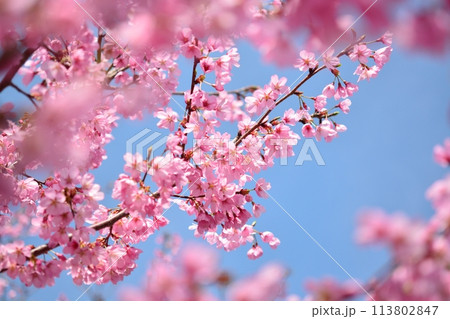 満開の桜と青空 満開の桜と青空 113802847