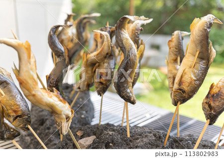 溶岩石に刺さった鮎の塩焼き 溶岩石に刺さった鮎の塩焼き 113802983