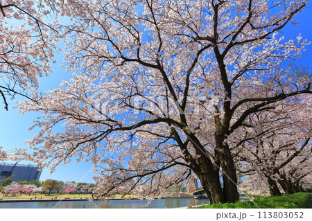 【富山県】快晴の富岩運河環水公園と満開の桜 【富山県】快晴の富岩運河環水公園と満開の桜 113803052