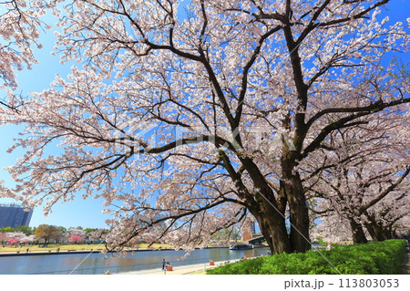 【富山県】快晴の富岩運河環水公園と満開の桜 【富山県】快晴の富岩運河環水公園と満開の桜 113803053