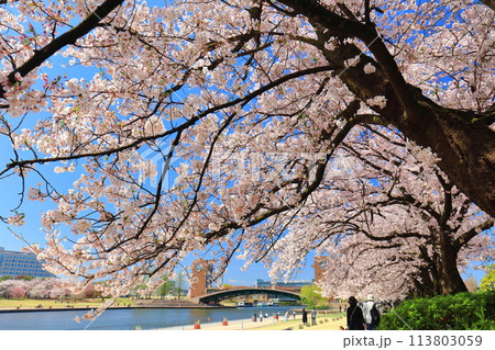 【富山県】快晴の富岩運河環水公園と満開の桜 113803059