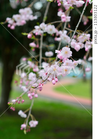 満開のしだれ桜 満開のしだれ桜 113803122