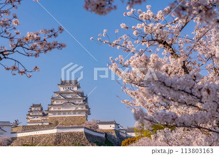 兵庫県姫路市 聳える姫路城と桜 兵庫県姫路市 聳える姫路城と桜 113803163