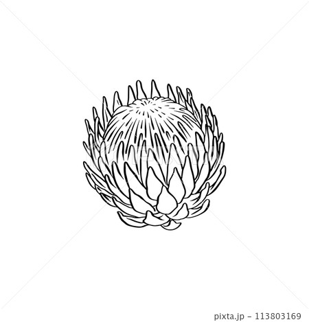 Protea flower black line art isolated on white 113803169