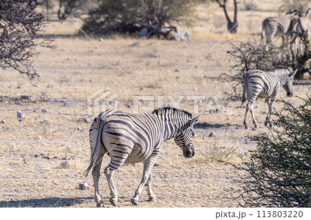Zebras in Etosha 113803220