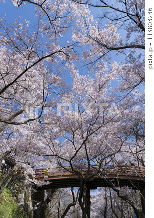 高遠城址公園の桜 113803236