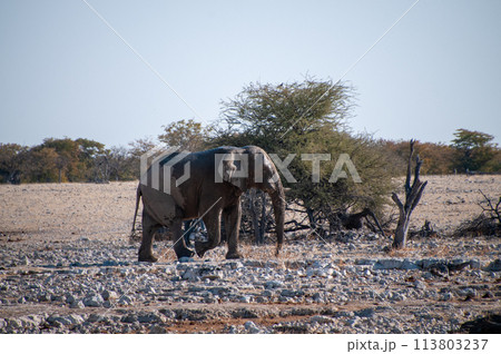 African Elephant approaching a waterhole 113803237