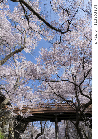 高遠城址公園の桜 高遠城址公園の桜 113803238