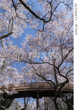 高遠城址公園の桜 113803239