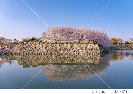 兵庫県姫路市　姫路城の内濠の石垣の上に咲く桜 113803250