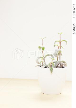 小さな観葉植物の鉢植え「カランコエ 福兎耳」(室内・コピースペース・シンプル) 小さな観葉植物の鉢植え「カランコエ 福兎耳」(室内・コピースペース・シンプル) 113803254