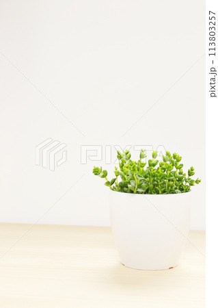 多肉植物の小さな鉢植え「ペペロニア　デピーナ」（室内・観葉植物・コピースペース・シンプル） 113803257