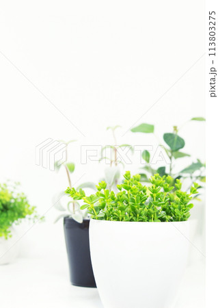 明るい室内　小さな観葉植物の鉢植え　(白背景・コピースペース・シンプル） 113803275