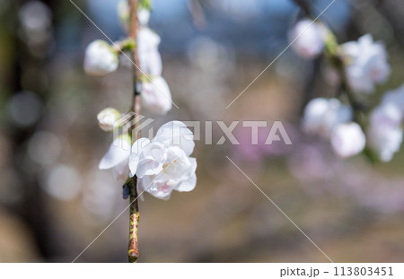 梅の花 113803451