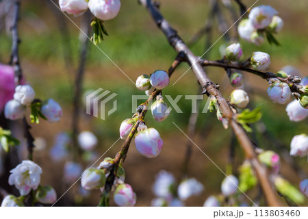 梅の花 113803460