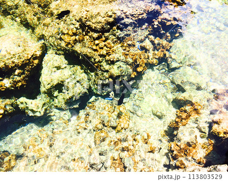 沖縄 透明な海と小魚 113803529
