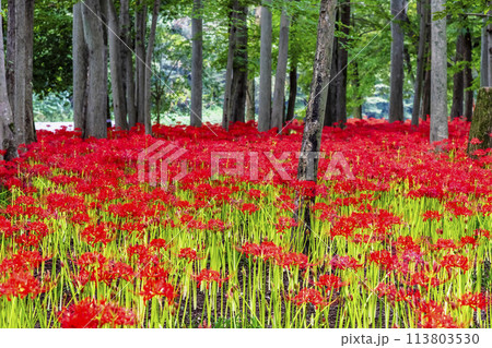 埼玉・日高 巾着田 ~雑木林に群生する深紅のヒガンバナ~ 埼玉・日高 巾着田 ~雑木林に群生する深紅のヒガンバナ~ 113803530