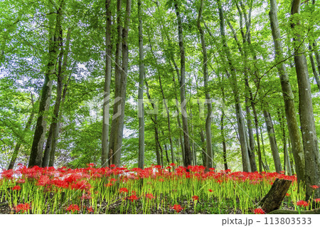 埼玉・日高 巾着田 ~雑木林に群生する深紅のヒガンバナ~ 埼玉・日高 巾着田 ~雑木林に群生する深紅のヒガンバナ~ 113803533