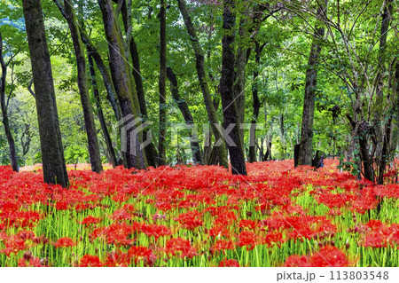 埼玉・日高 巾着田　～雑木林に群生する深紅のヒガンバナ～ 113803548