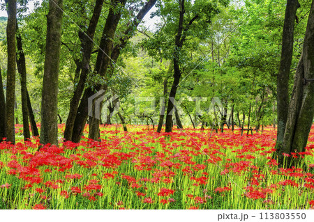 埼玉・日高 巾着田　～雑木林に群生する深紅のヒガンバナ～ 113803550