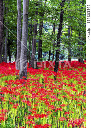 埼玉・日高 巾着田 ~雑木林に群生する深紅のヒガンバナ~ 埼玉・日高 巾着田 ~雑木林に群生する深紅のヒガンバナ~ 113803561