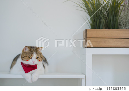 pet care concept with scottish cat play and fun in cat house pet care concept with scottish cat play and fun in cat house 113803566