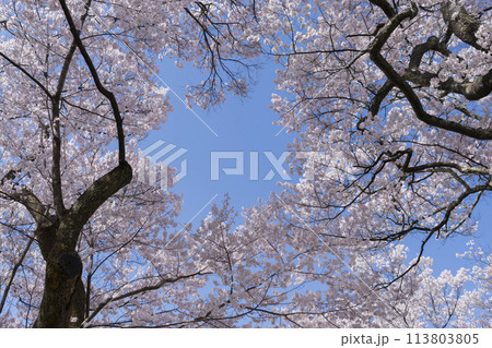 高遠城址公園の桜 113803805
