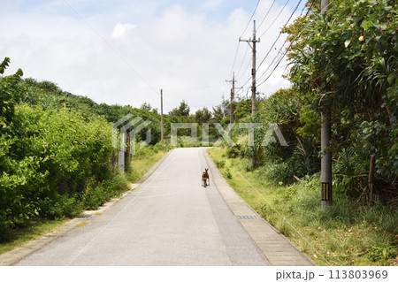 阿嘉島に生息するケラマジカ 113803969