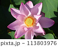 満開の蓮の花 113803976