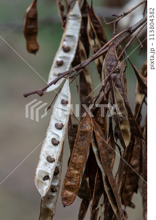 Close up of a brown color 'Robinia pseudoacacia' seed pod against a bright nature background 113804382