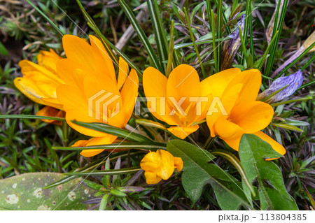 Crocus vernus, Crocus, Iris family on green spring meadow 113804385