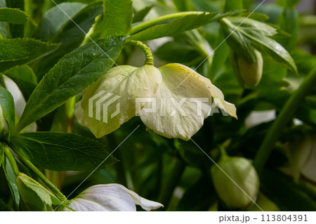 pure white and pink white Christmas Rose Helleborus Niger flowers close-up. early spring flowers. spring floral background pure white and pink white Christmas Rose Helleborus Niger flowers close-up. early spring flowers. spring floral background 113804391
