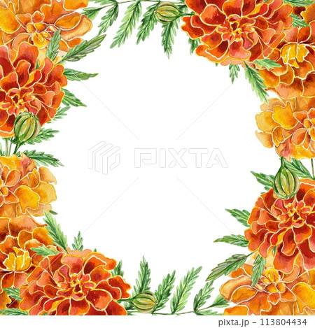 Marigolds watercolor, beautiful frame. Hand drawn illustration isolated on white background. For birthday cards, invitations, day of the dead, labels. 113804434
