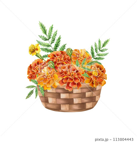 Marigolds watercolor, flowers in a basket. Hand drawn illustration isolated on white background. Birthday cards, wedding invitations, covers, labels. 113804443