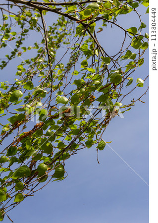 A birch branch with green leaves and earrings. Allergies due to spring blooms and pollen A birch branch with green leaves and earrings. Allergies due to spring blooms and pollen 113804449