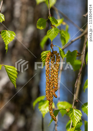 A birch branch with green leaves and earrings. Allergies due to spring blooms and pollen 113804454