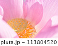 蓮の花クローズアップ 113804520