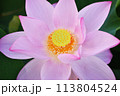 満開の蓮の花 113804524