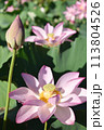 蓮の花と蕾 113804526
