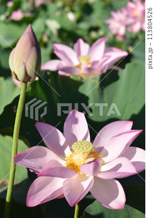 蓮の花と蕾 113804526