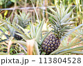 収穫前のパイナップル 113804528