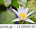綺麗に咲いた睡蓮 113804530