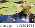 睡蓮の葉にとまるイトトンボ 113804531