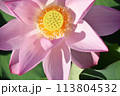 全面蓮の花 113804532