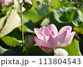 横から撮った蓮の花 113804543