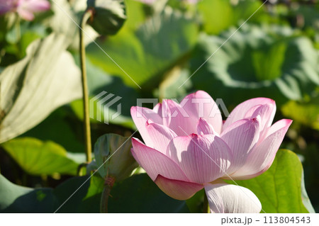 横から撮った蓮の花 113804543