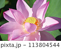 満開の蓮の花 113804544