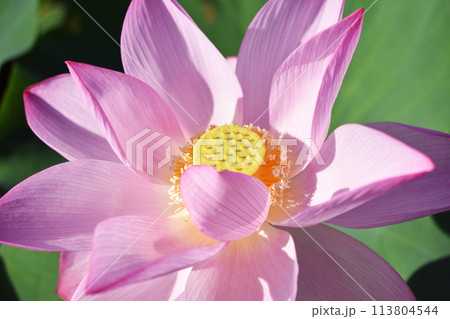 満開の蓮の花 113804544