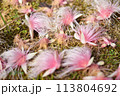 地面に落ちたサガリバナ 113804692